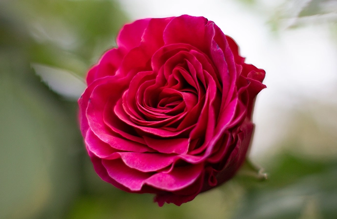 Rose Fashion Flower