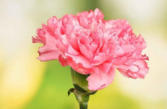 Clavel - Roses and flowers