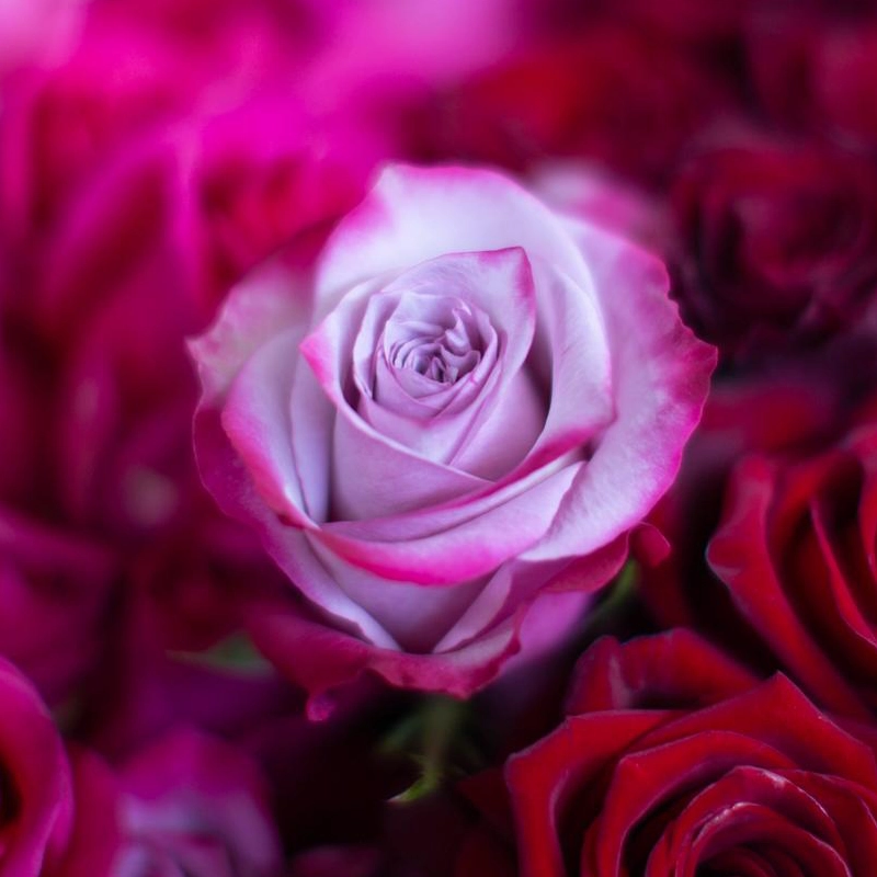 Contact Fashion Flower