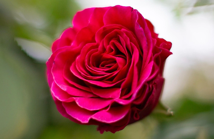 Garden Roses