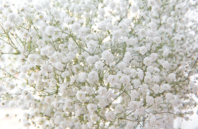 Gypsophila - Roses and flowers