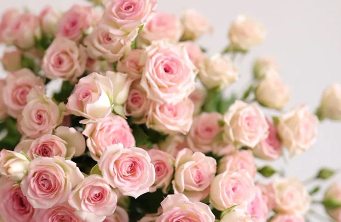 SPRAY ROSES