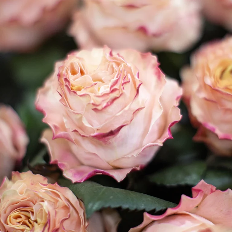 Fashion Flower Des roses équatoriennes : trois palettes de couleurs pour accueillir l'automne