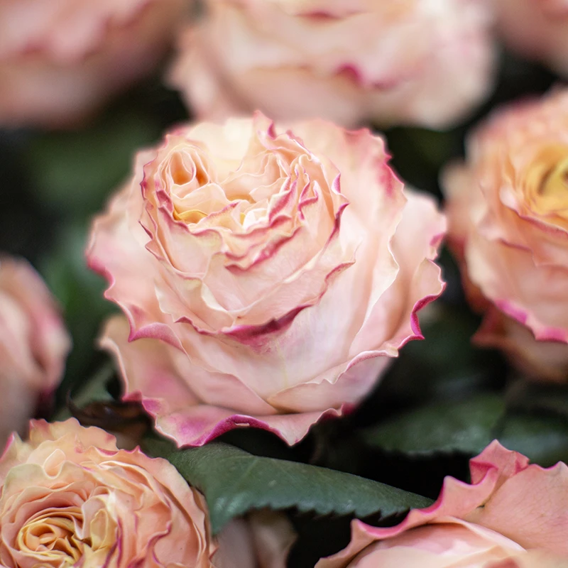 Fashion Flower Des roses équatoriennes : trois palettes de couleurs pour accueillir l'automne